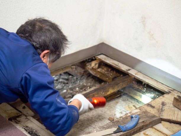 Best Crawl Space Mold Removal  in Welch, WV