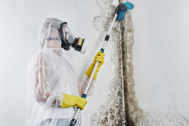 Best Emergency Mold Removal  in Welch, WV