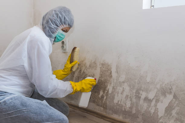 Best Toxic Mold Removal  in Welch, WV