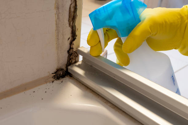 Best Home Mold Removal  in Welch, WV