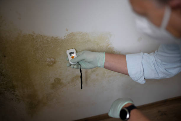 Best Black Mold Removal  in Welch, WV