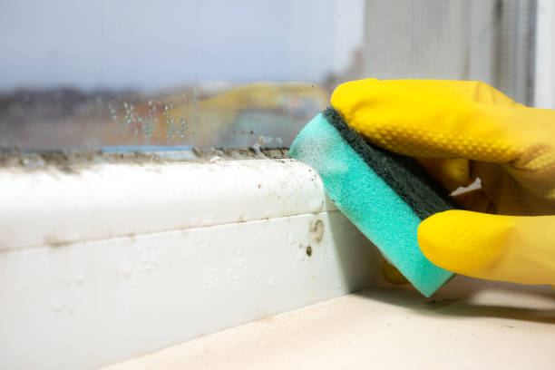 Best Mold Damage Repair  in Welch, WV