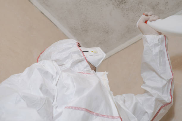 Best Mold Removal Specialists  in Welch, WV