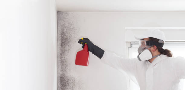 Reliable Welch, WV Mold Removal Solutions